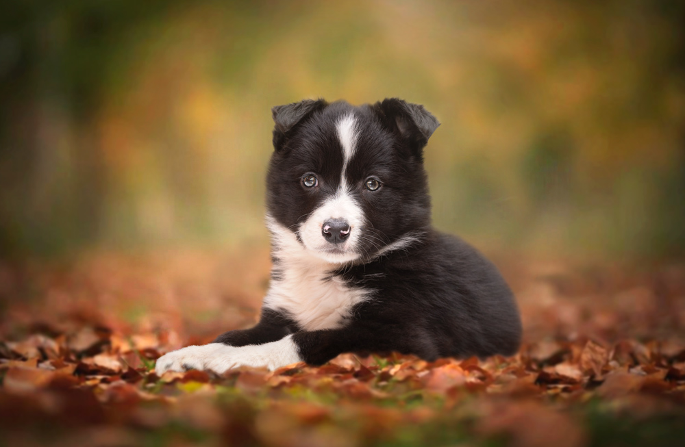 Border collie puppy in the mountain