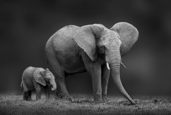 Elefante con su cría