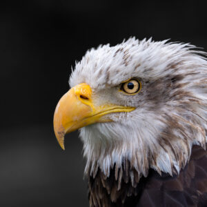Aguila Americana